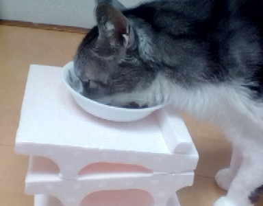 手作り食器台（自作斜め天板フードスタンド）で猫快適ごはんタイム