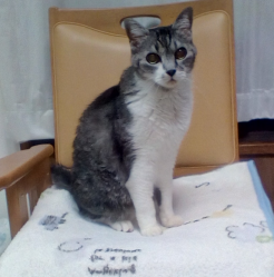 猫クロタン椅子
